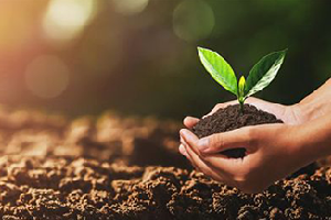 Ce tipuri de semințe plantăm în luna Februarie?