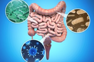 Cum dieta potrivită poate susține bacteriile intestinale esențiale