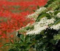 Beneficiile naturale ale florilor de soc