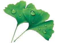 Efectele pozitive ale consumului de Ginkgo Biloba