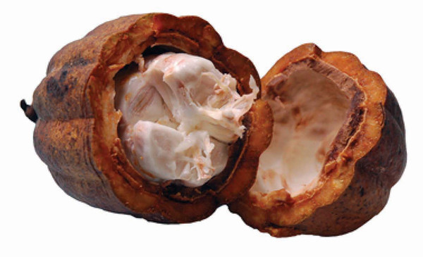 Untul de cacao, un ingredient miracol pentru piele