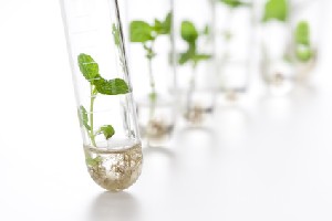 Celulele stem vegetale
