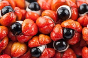 Guarana: "elixirul tineretii"