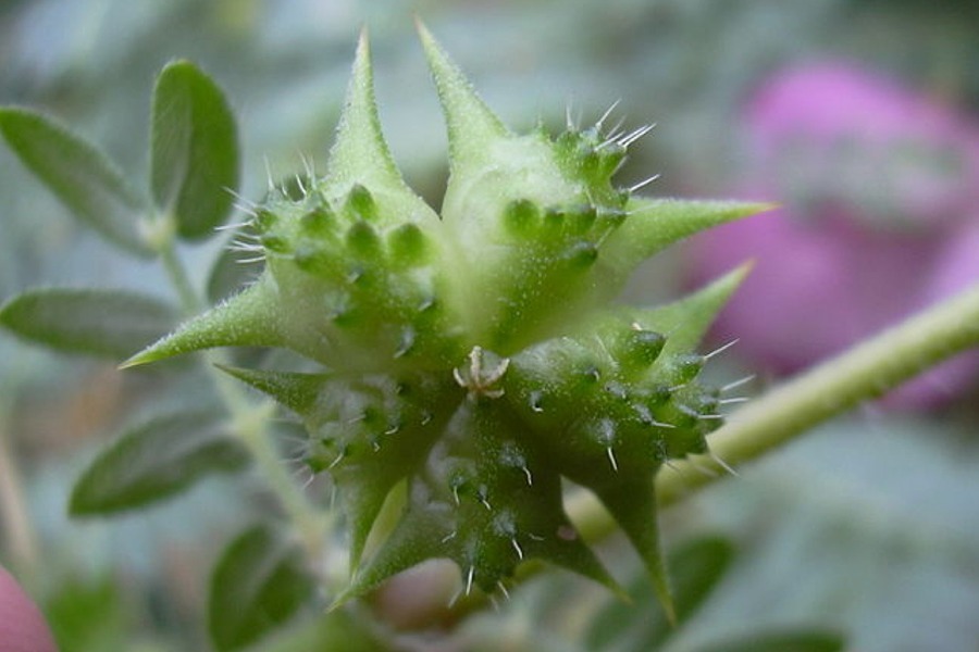 Tribulus Terrestris: ce este?