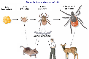 Căpușele și boala Lyme