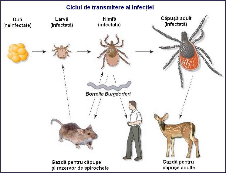 Căpușele și boala Lyme