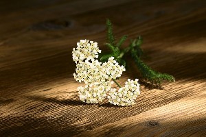 Coada șoricelului (Achilea millefolium)