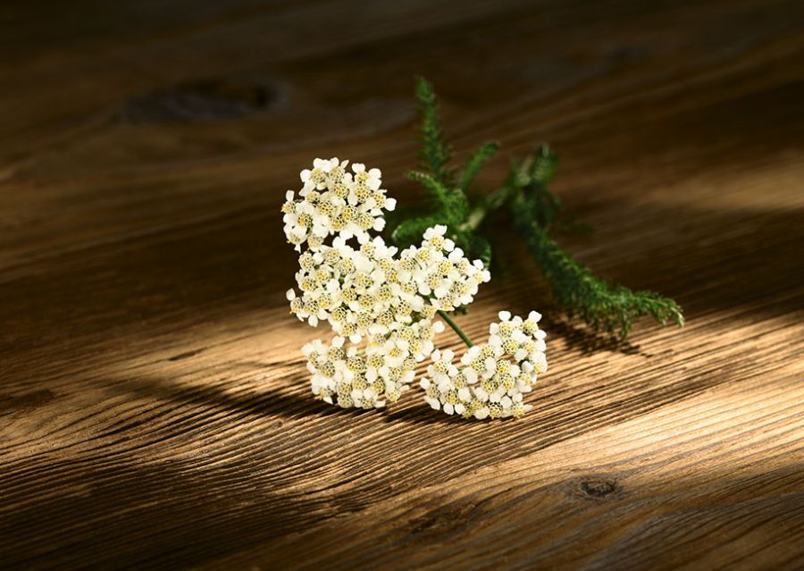 Coada șoricelului (Achilea millefolium)