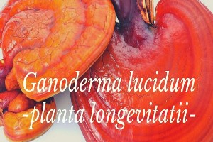 Planta longevității