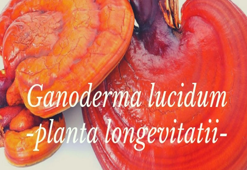 Planta longevității