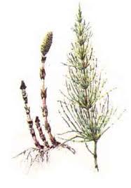 Image result for coada calului
