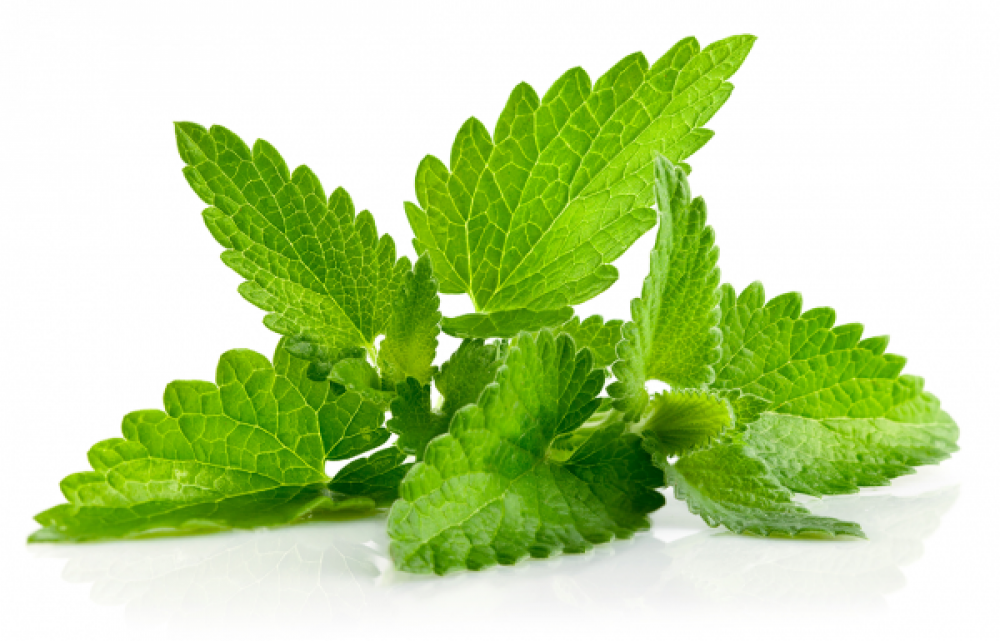 Image result for menta
